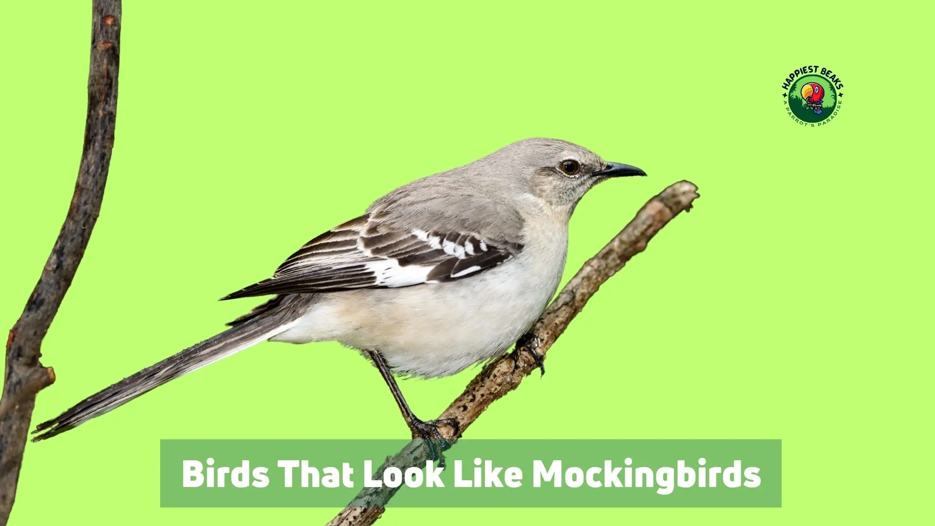 10 Birds That Look Like Mockingbirds