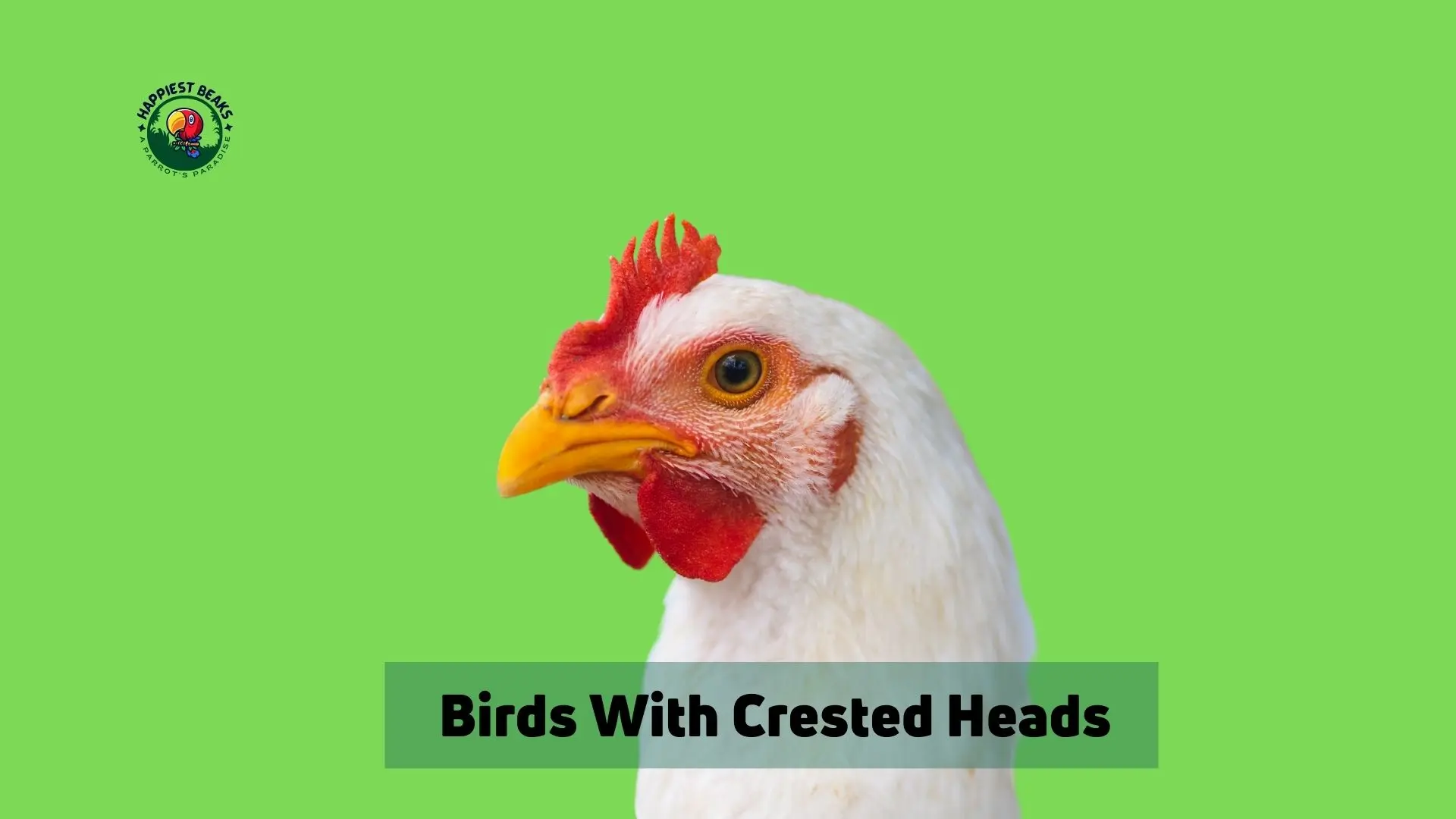 10 Birds With Crested Heads