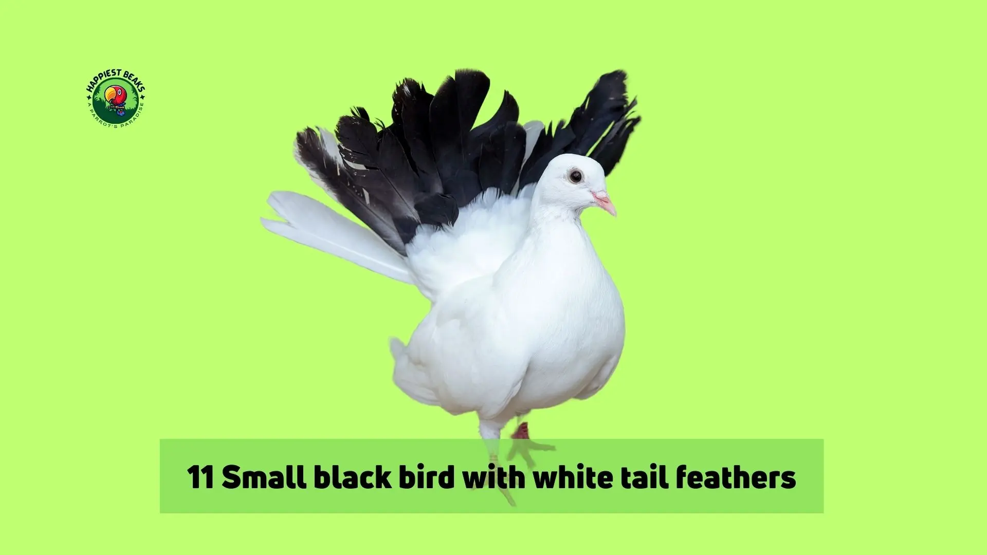 11 Small Black Bird With White Tail Feathers