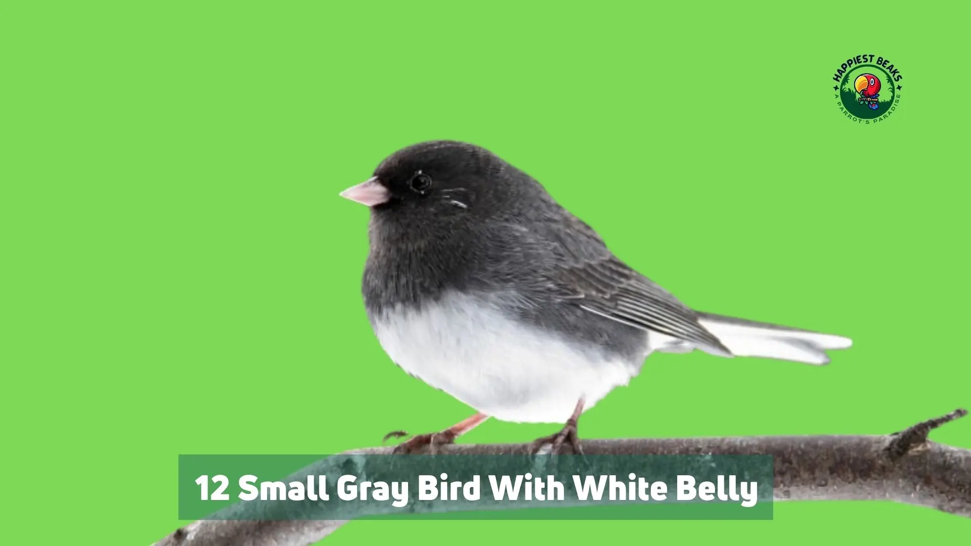 12 Small Grey Bird With White Belly