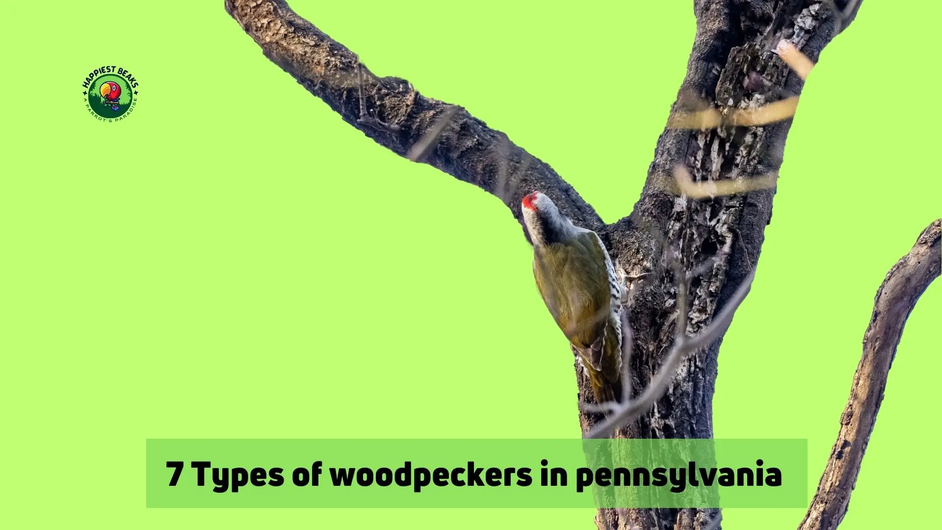 7 Types of Woodpeckers in Pennsylvania