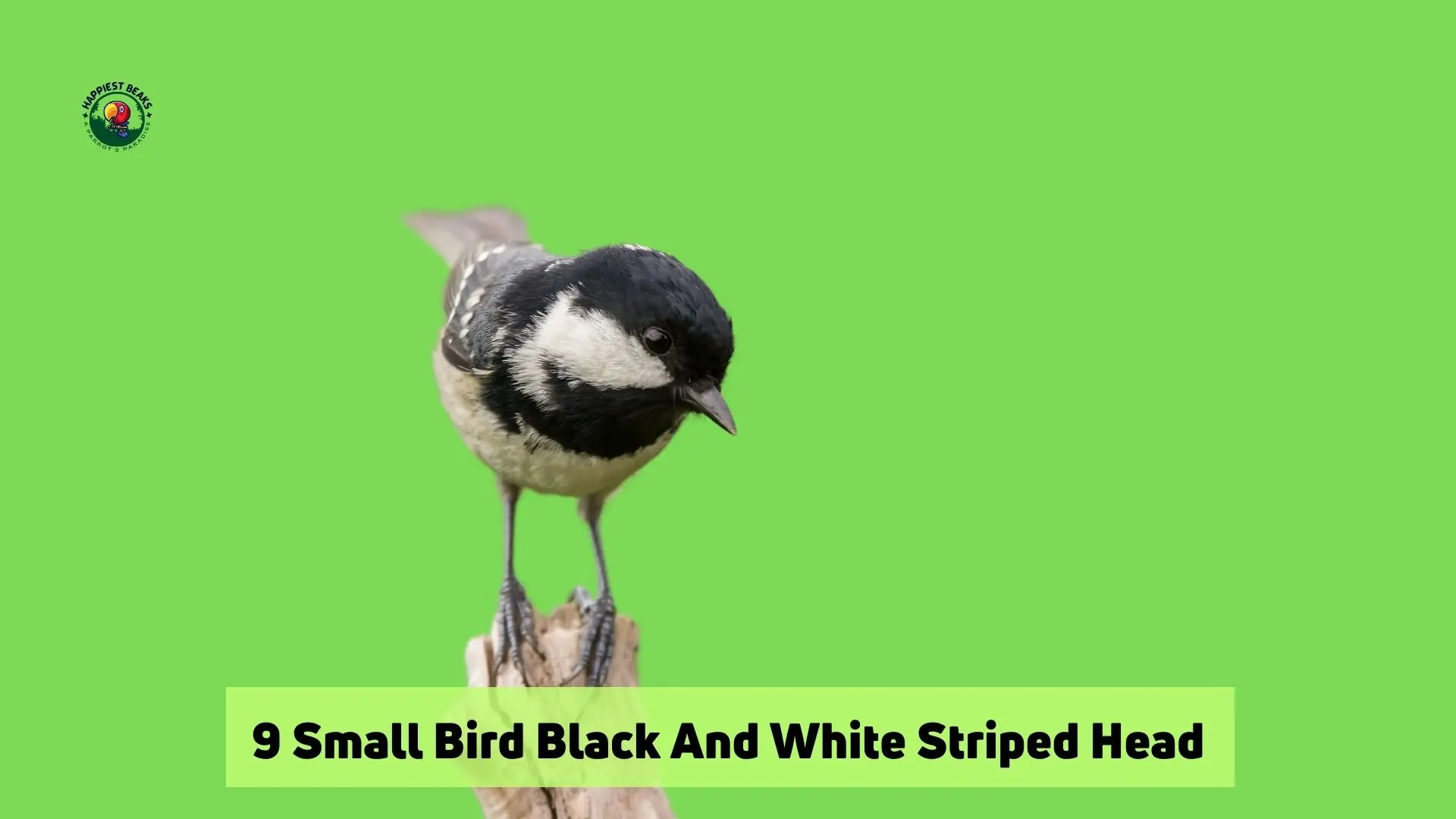 9 Small Bird Black And White Striped Head