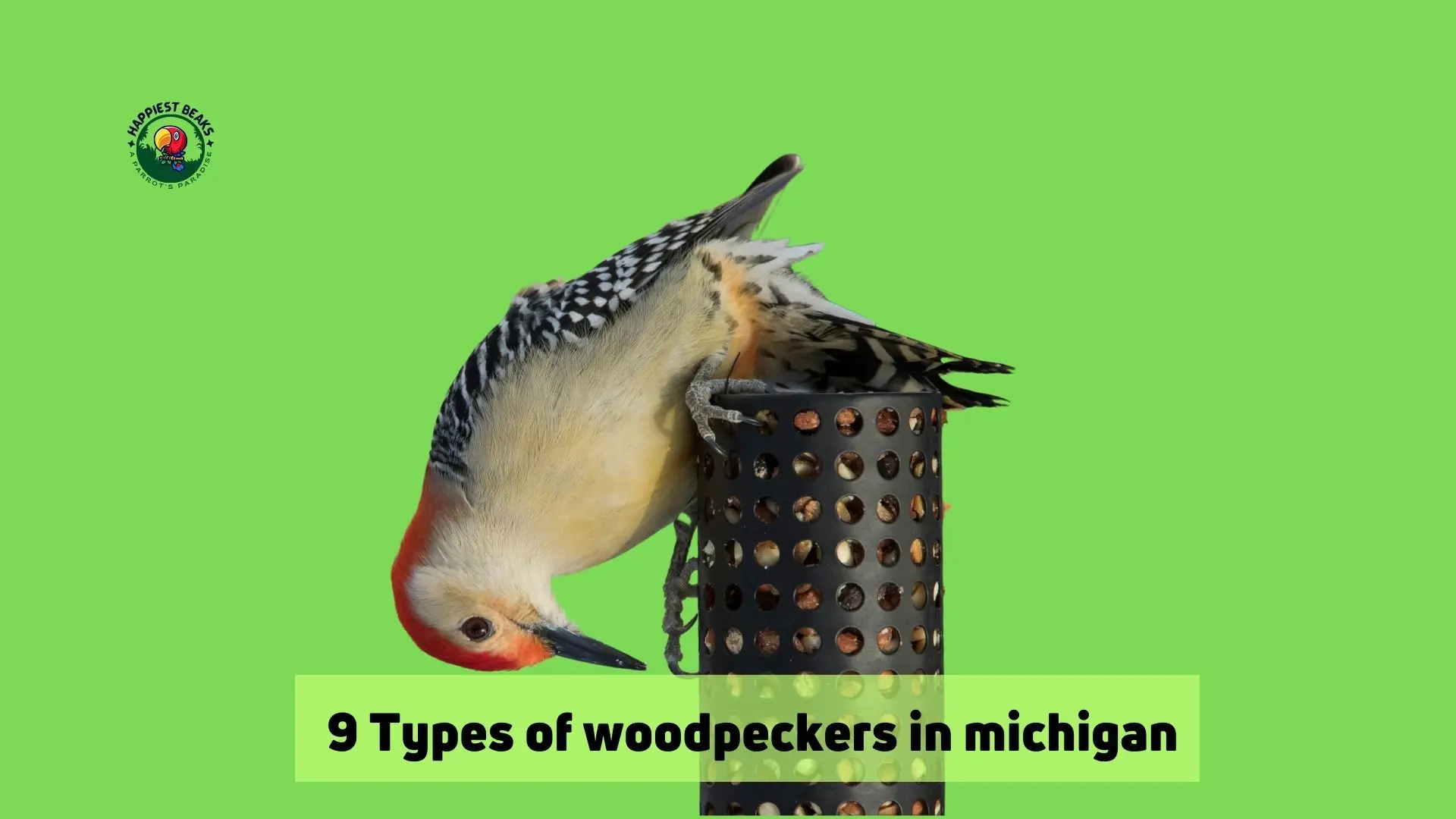 9 Types of Woodpeckers in Michigan