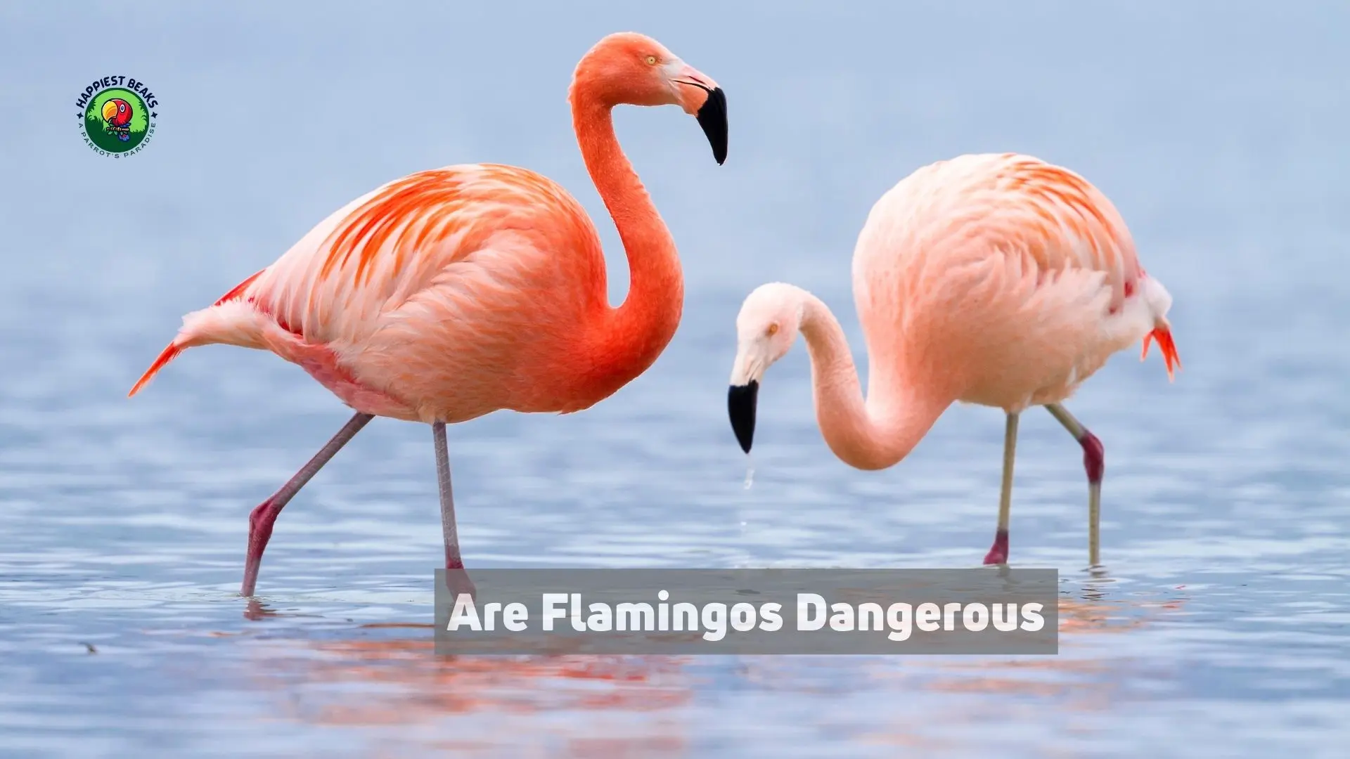 Are Flamingos Dangerous