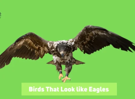 Birds That Look Like Eagles