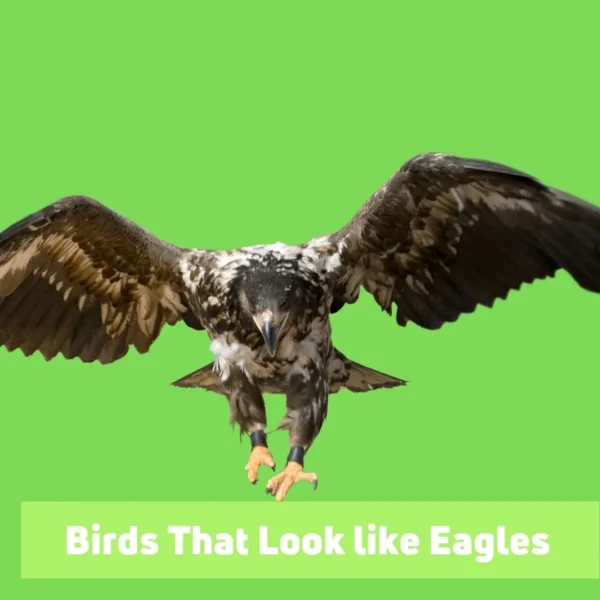 Birds That Look Like Eagles