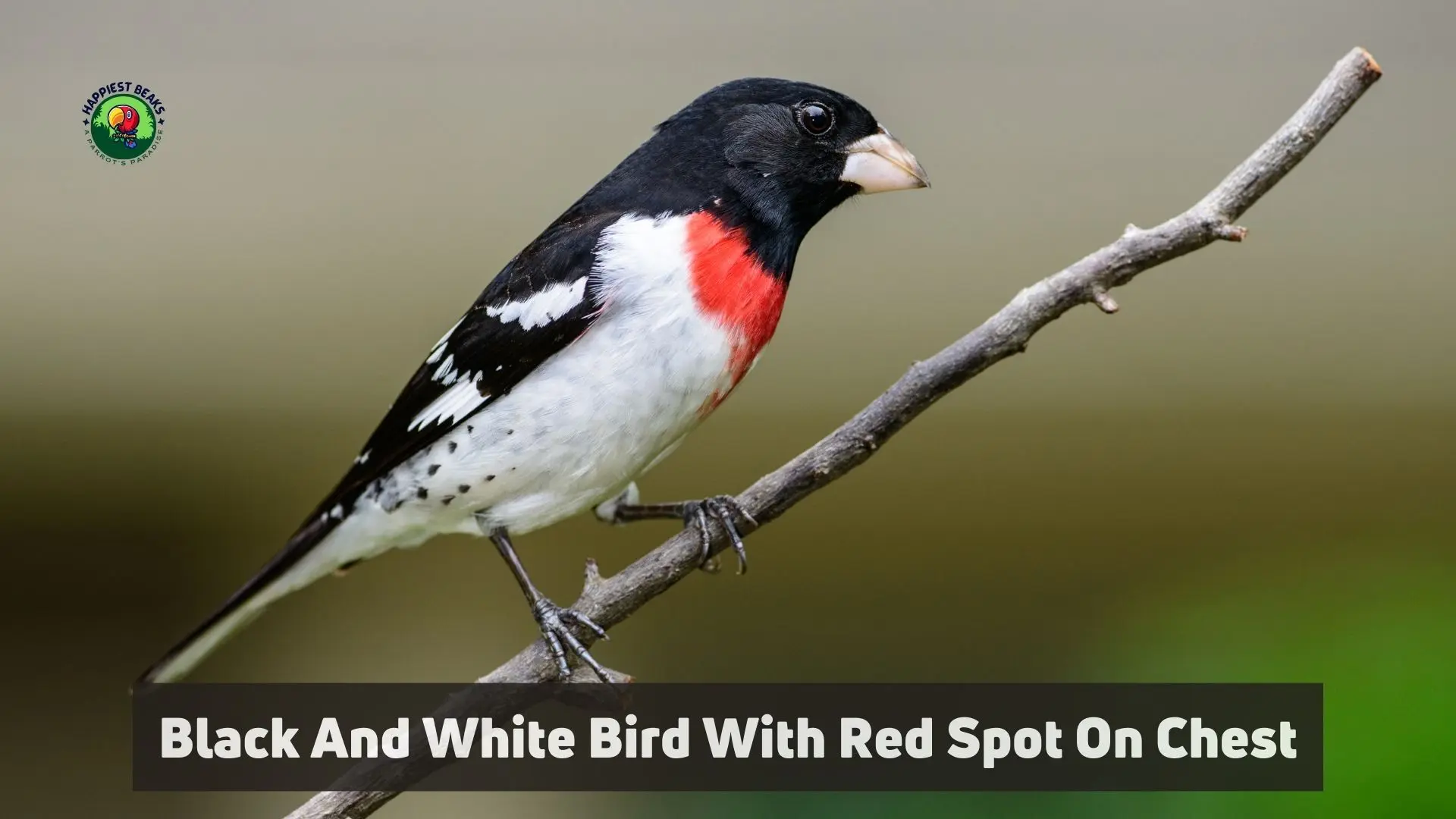 Black And White Bird With Red Spot On Chest