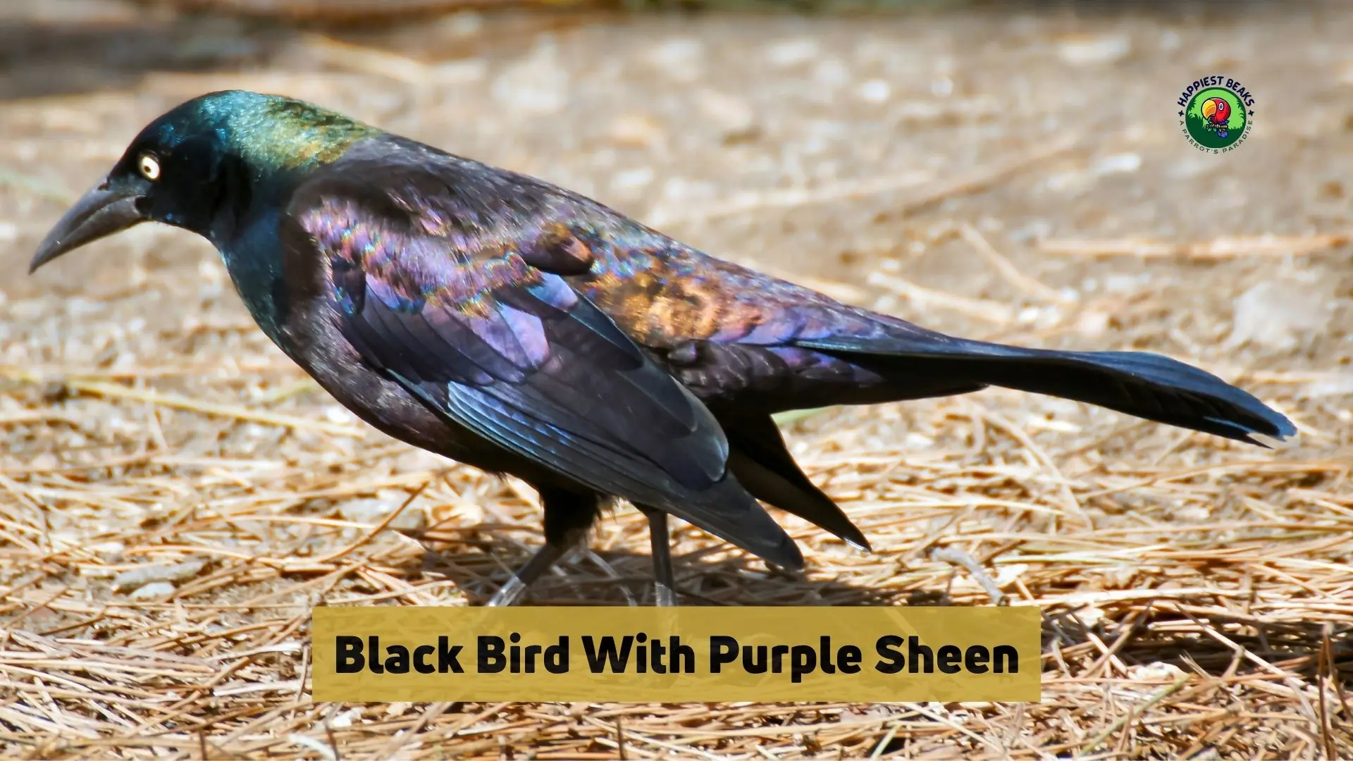 Black Bird With Purple Sheen