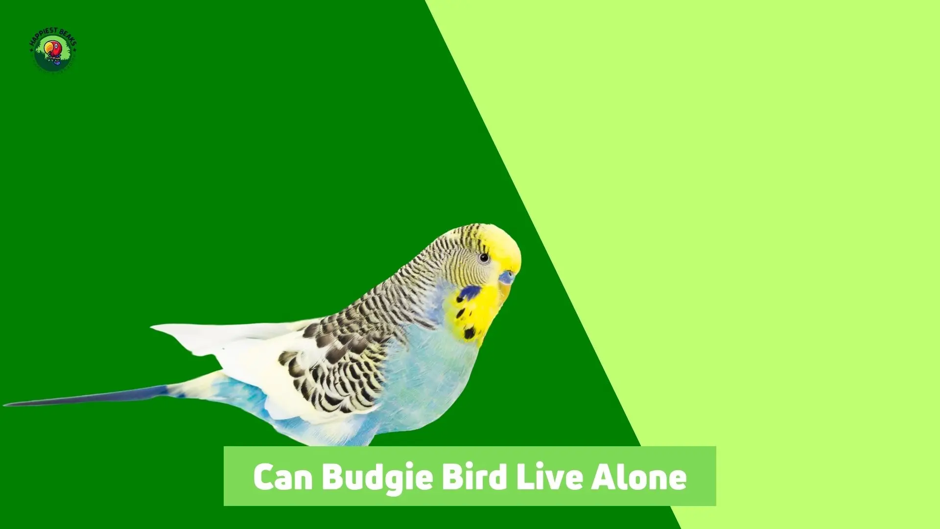 Can Budgie Birds Live Alone