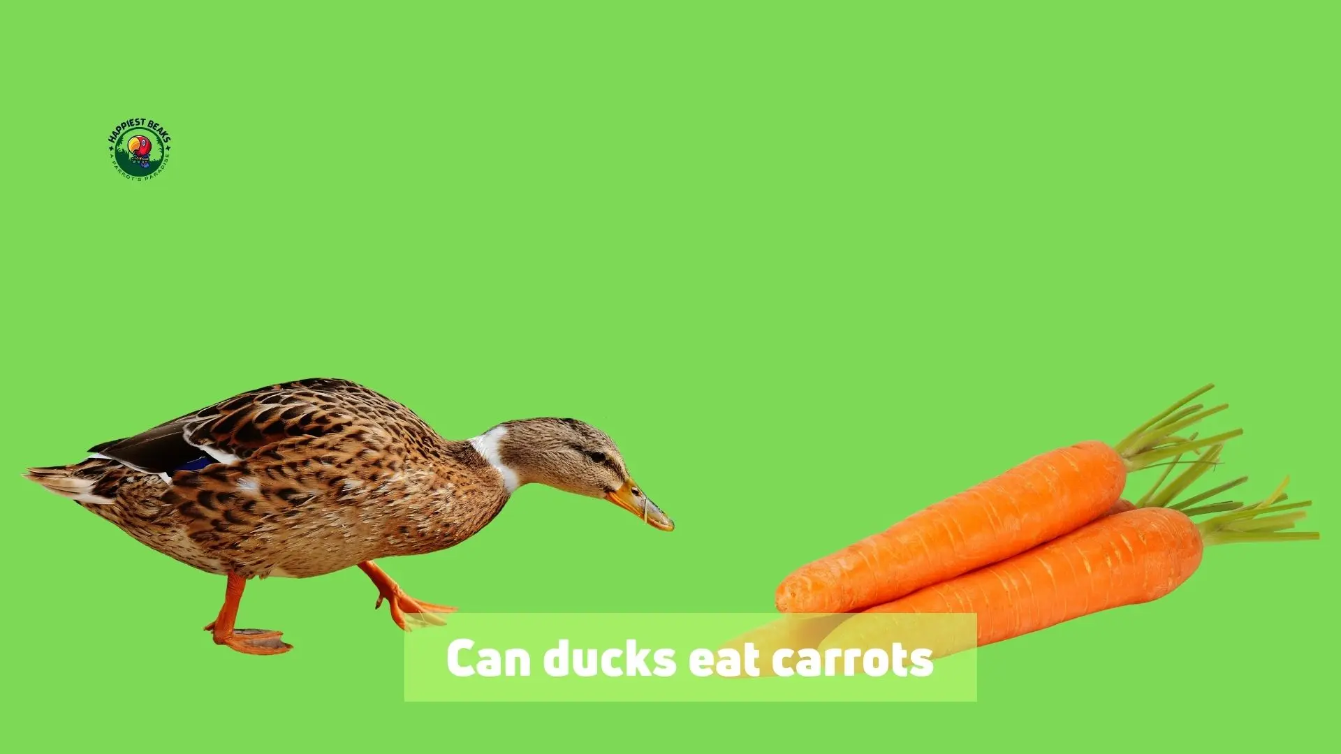 Can Ducks Eat Carrots