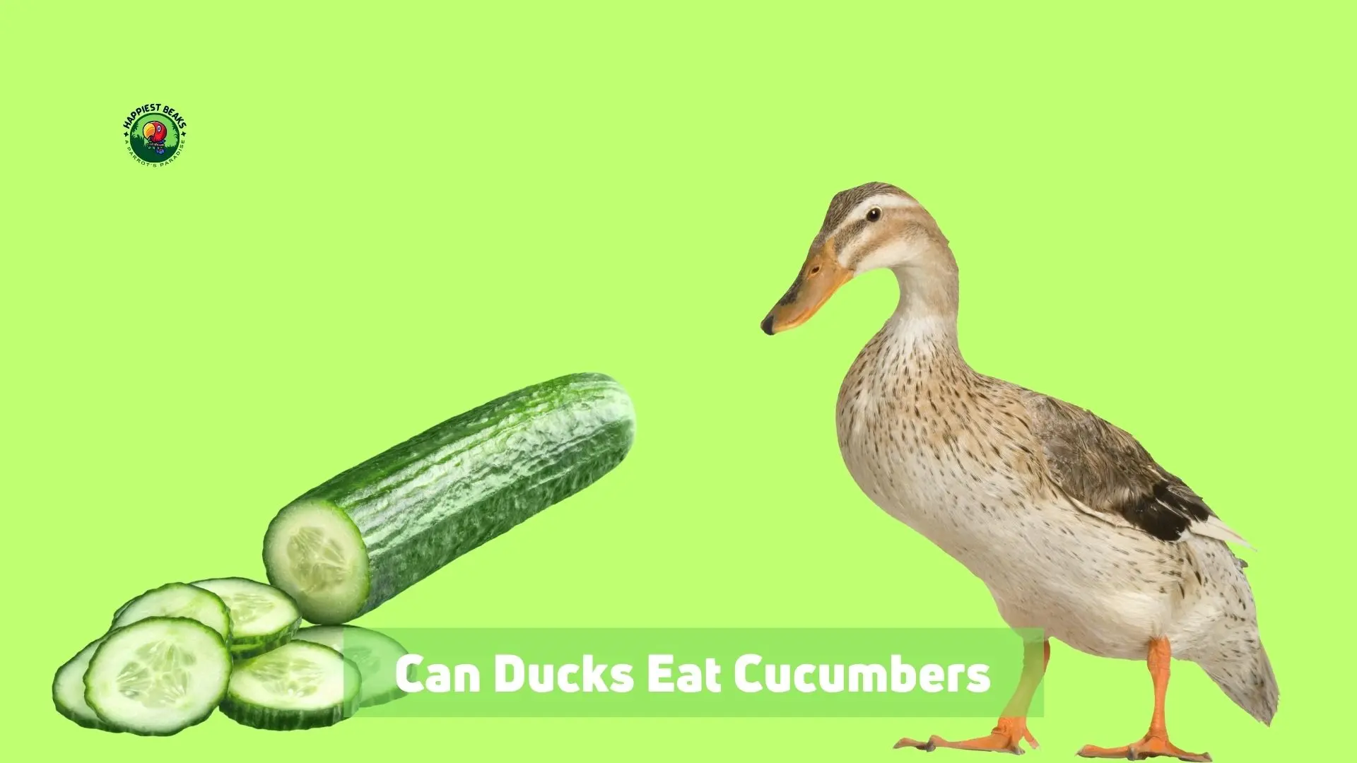 Can Ducks Eat Cucumbers