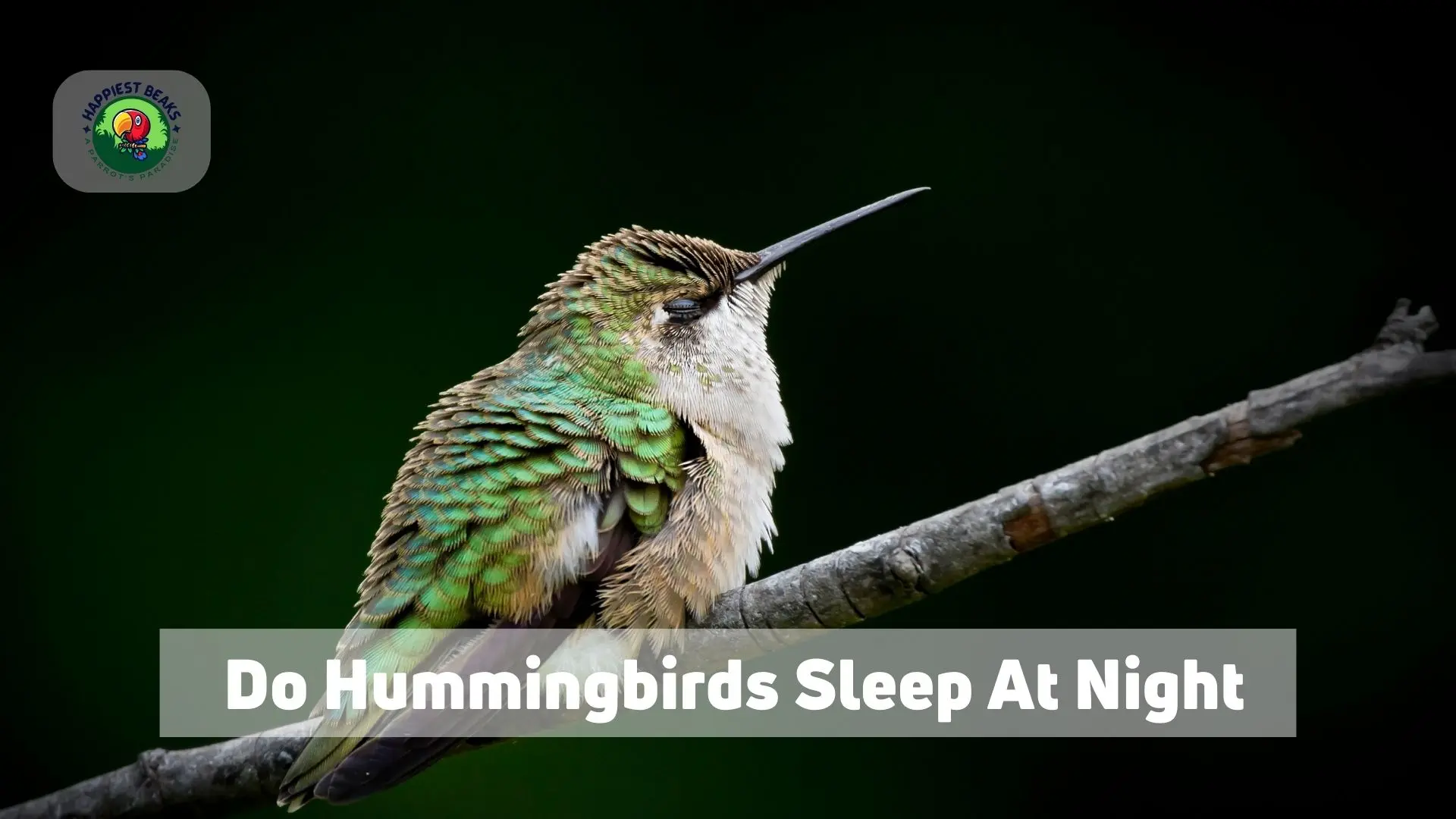 Do Hummingbirds Eat Bees