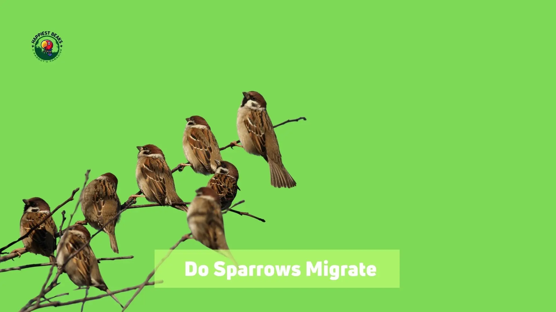 Do Sparrows Migrate