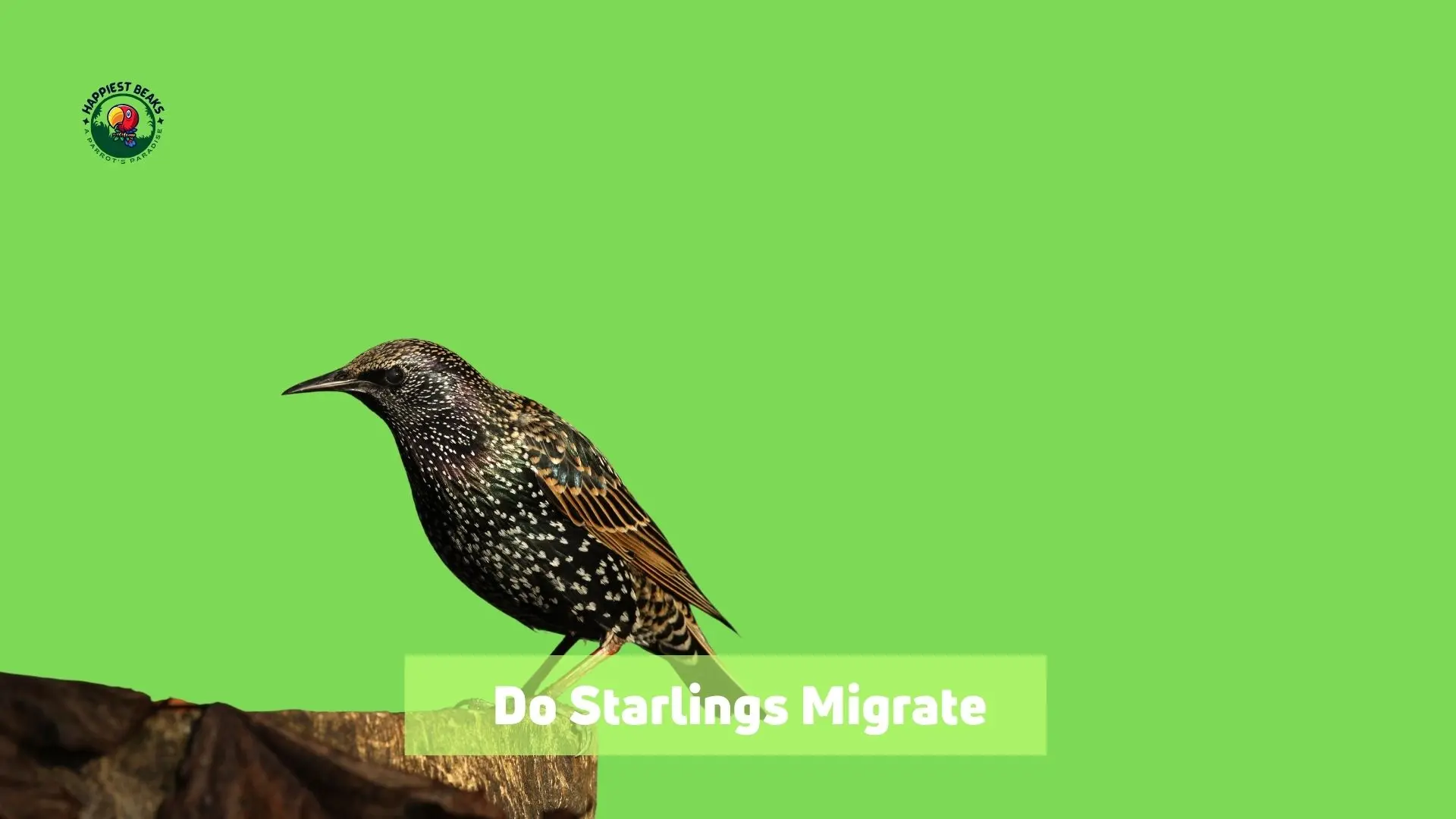 Do Starlings Migrate