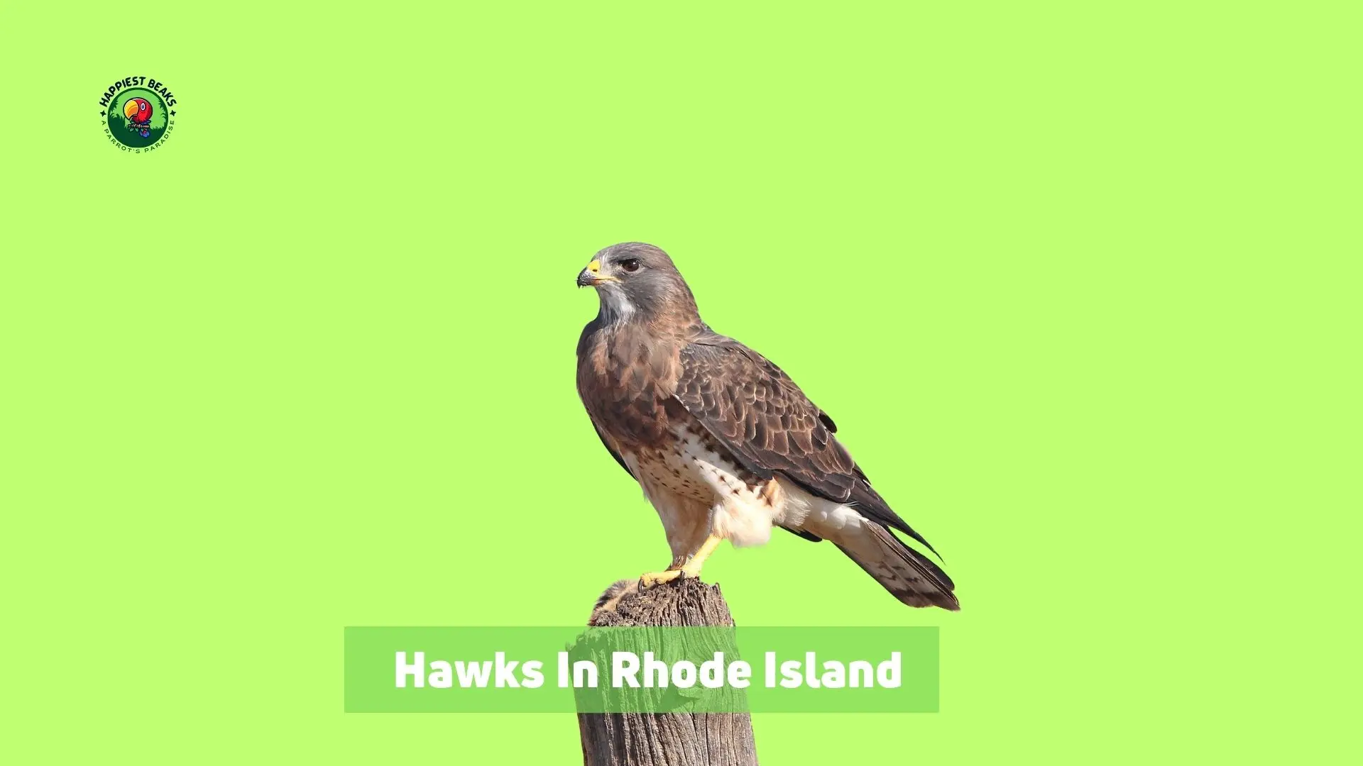 Hawks in Rhode Island