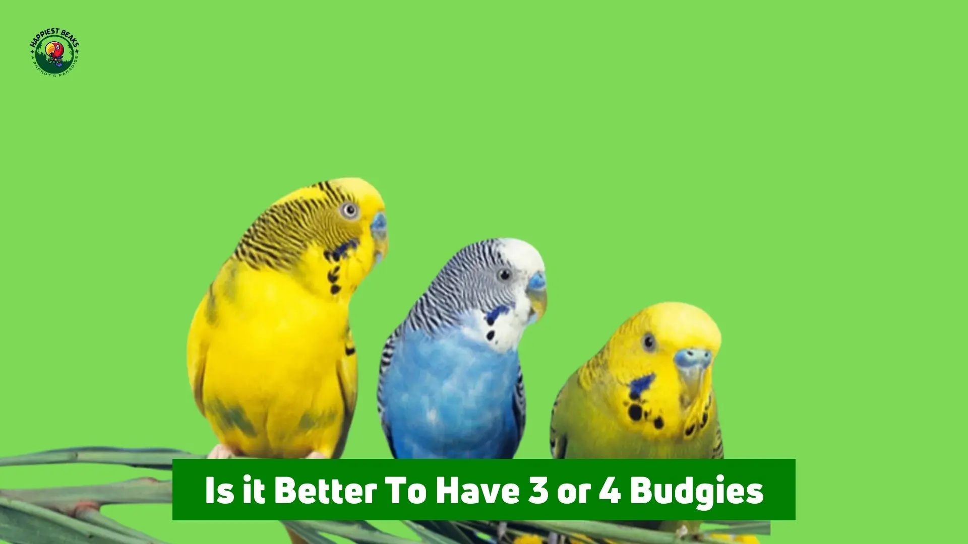 Is It Better To Have 3 or 4 Budgies