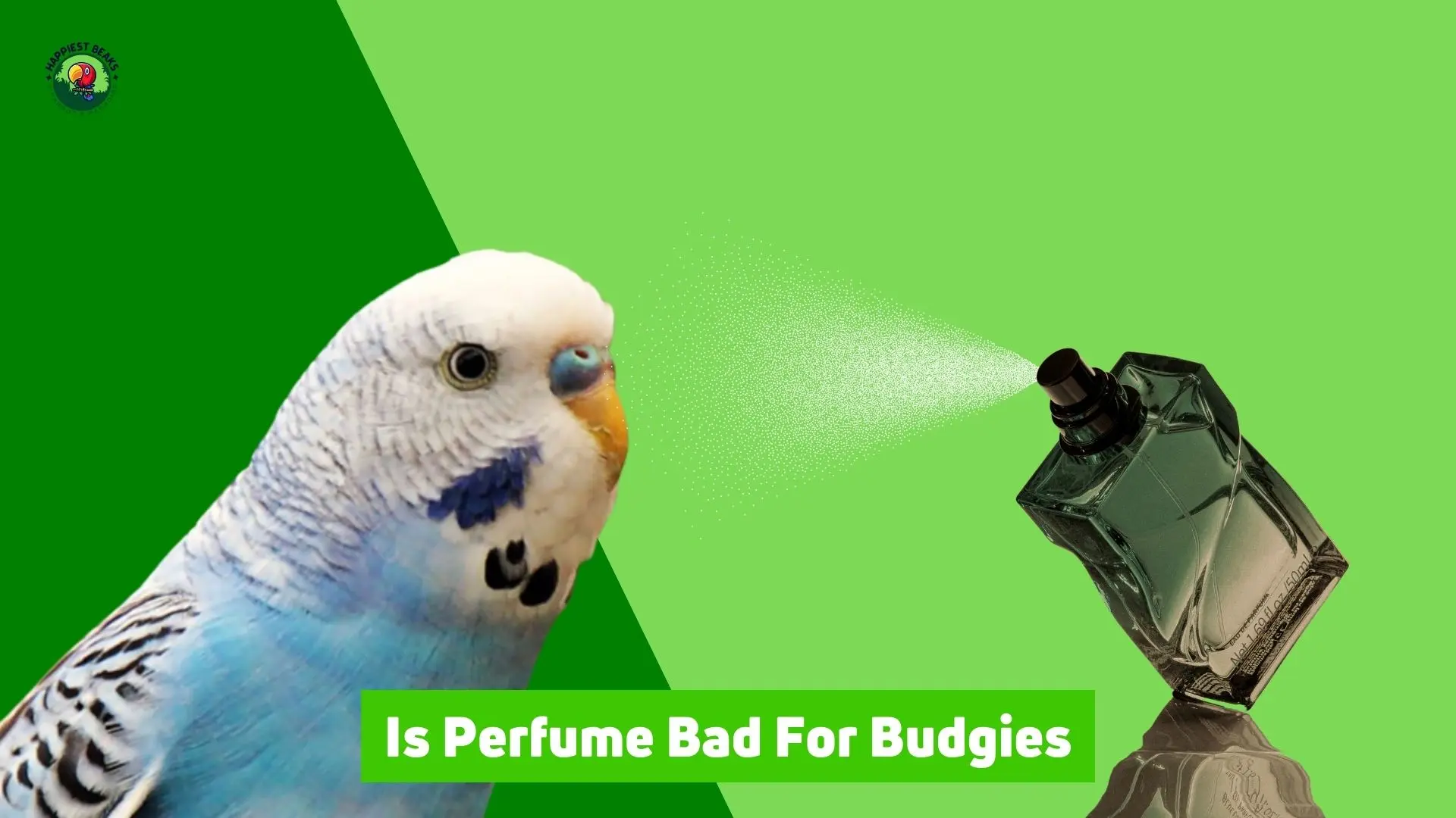 Is Perfume Bad for Budgies