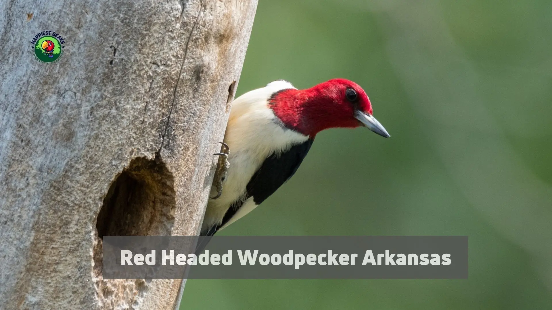 Red Headed Woodpecker Arkansas