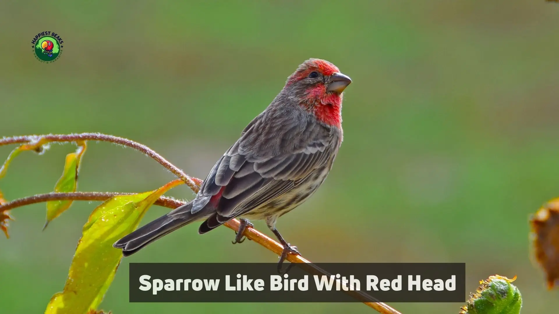 Sparrow Like Bird With Red Head