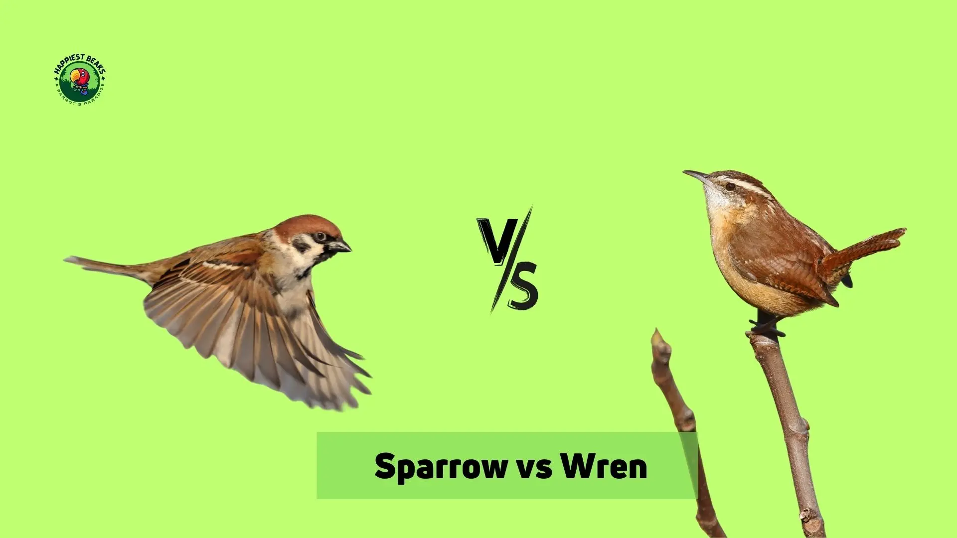 Sparrow vs Wren