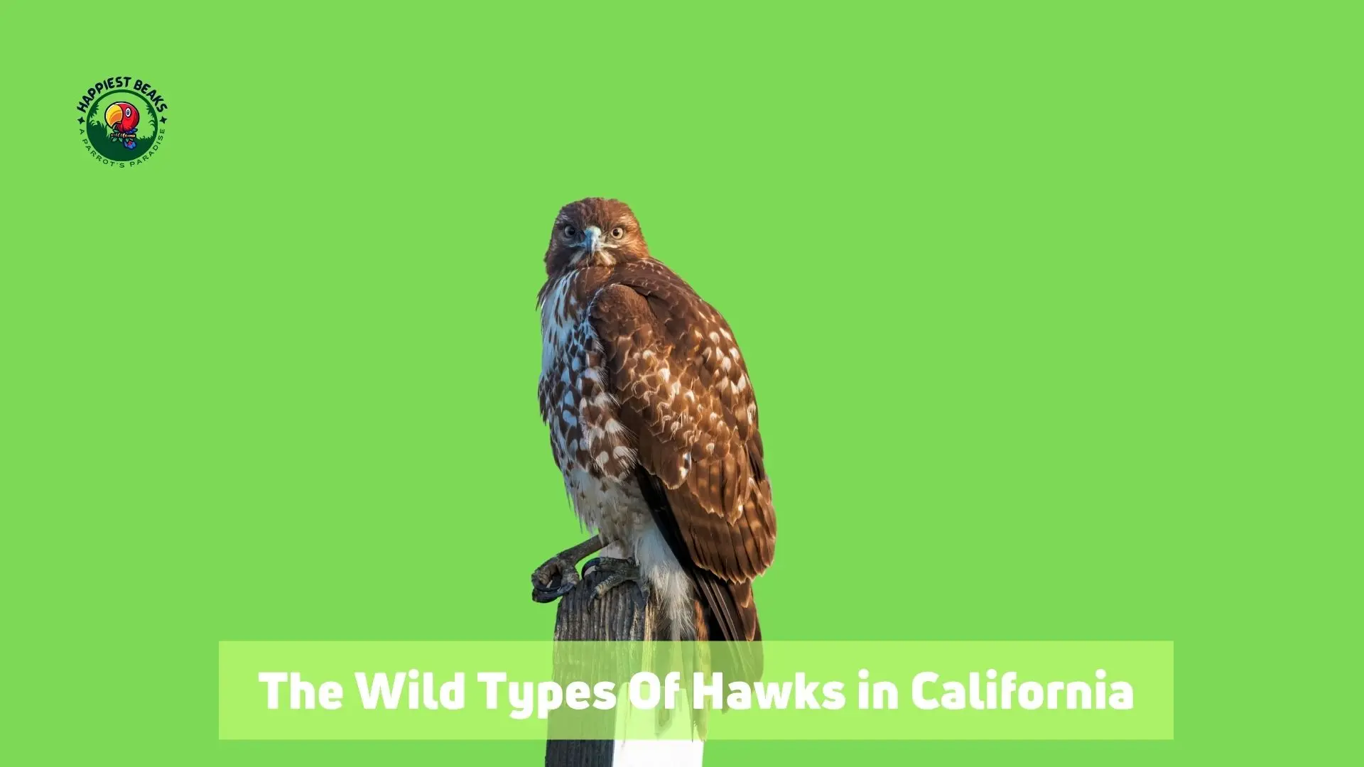 Types Of Hawks In California