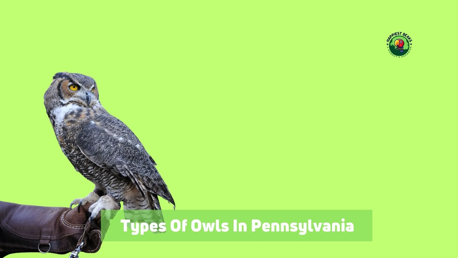 Types Of Owls In Pennsylvania