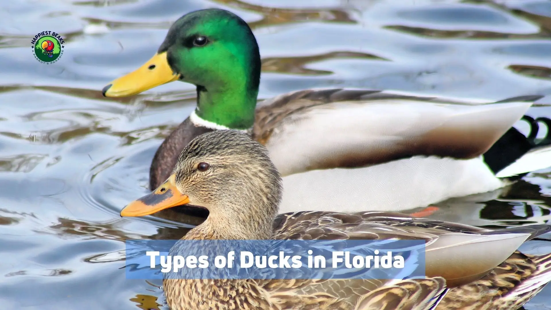 Types of Ducks in Florida