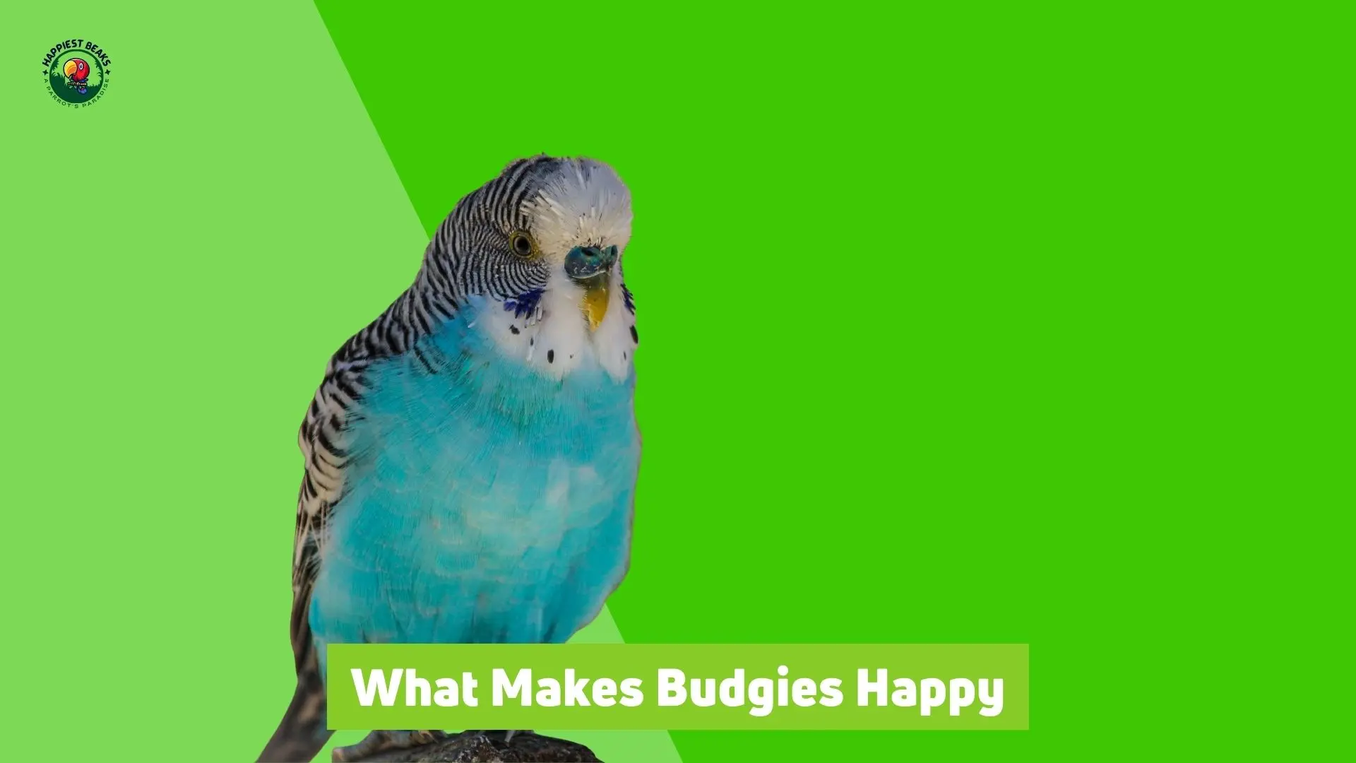 What Makes Budgies Happy