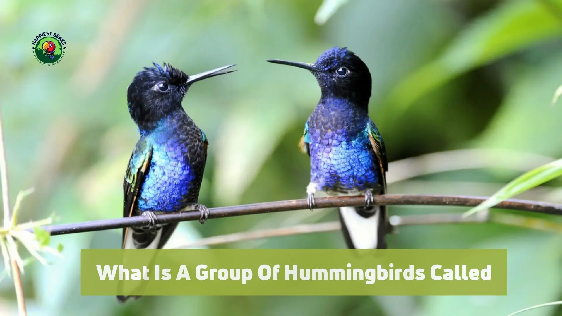 What is a Group Of Hummingbirds Called