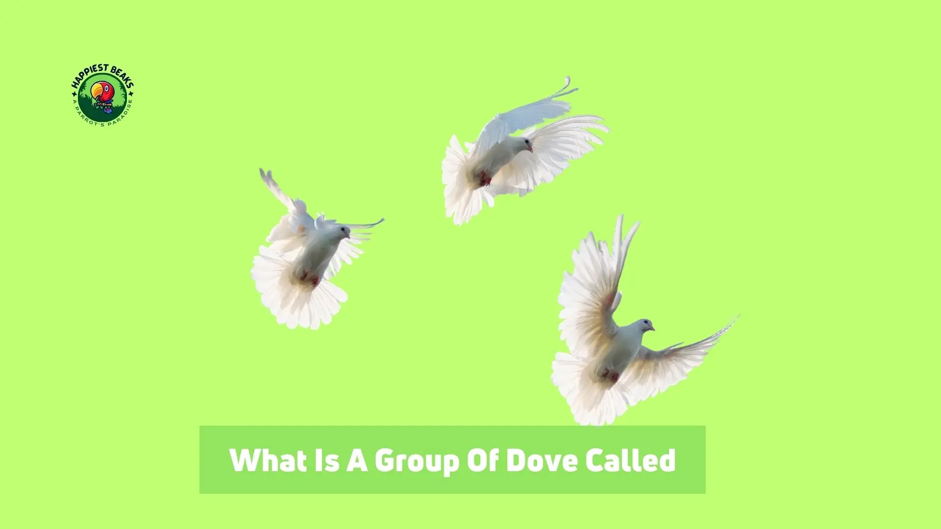 What is a Group of Doves Called