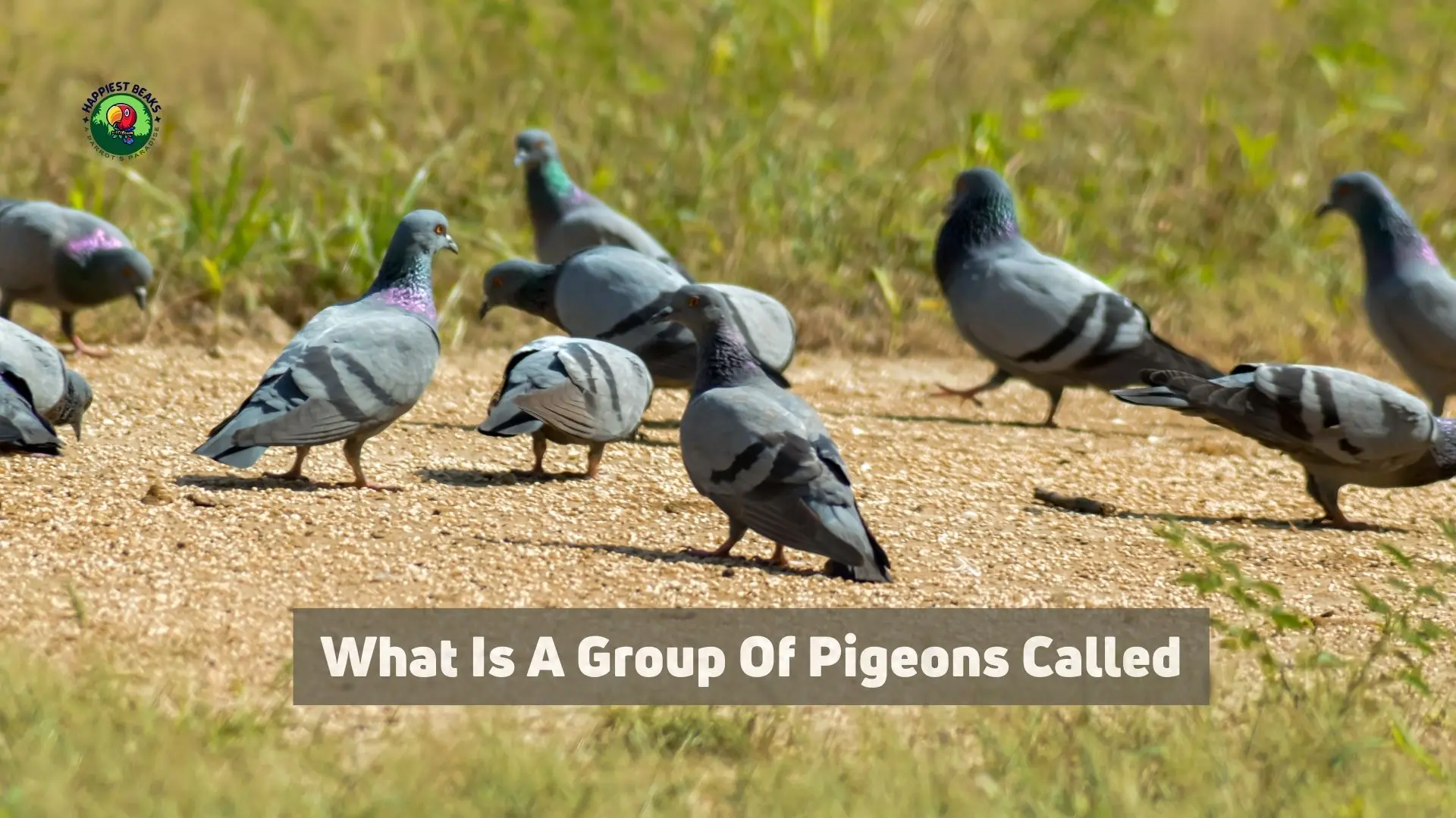 What is a Group of Pigeons Called