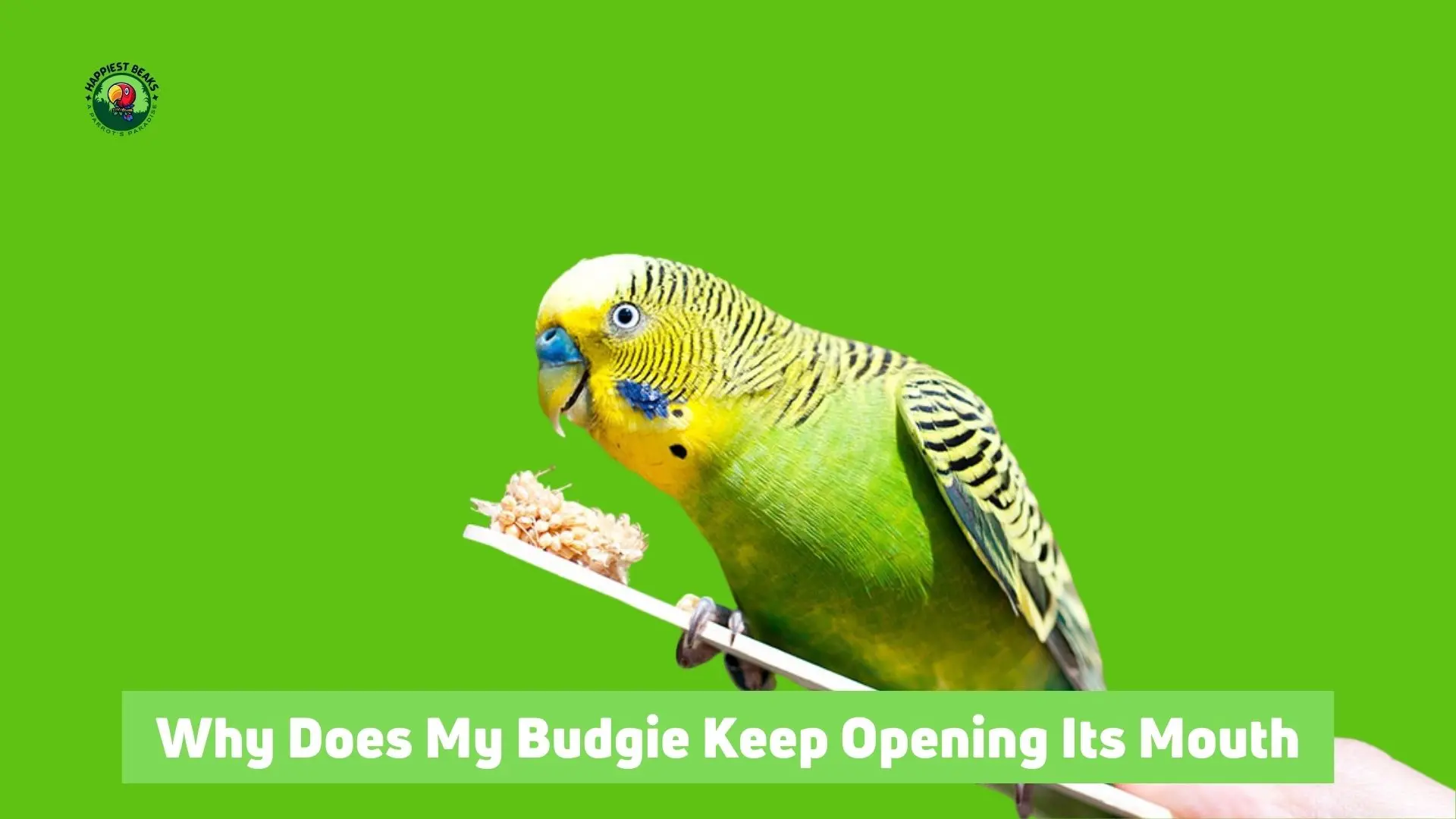 Why Does My Budgie Keep Opening Its Mouth