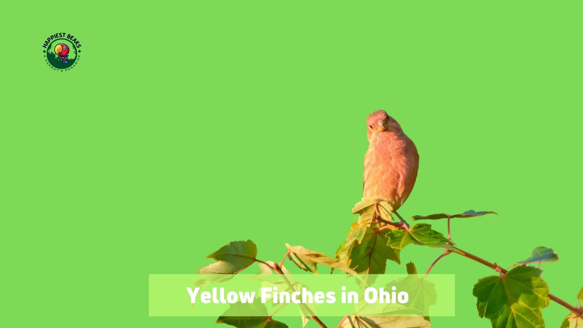 Yellow Finches in Ohio