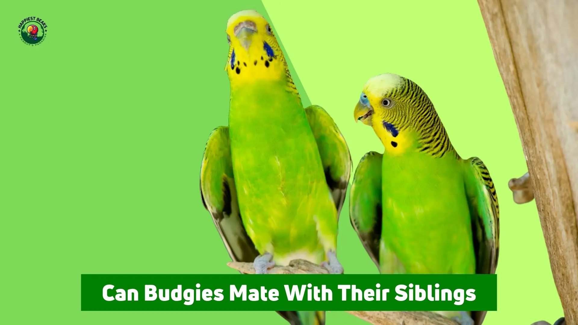 Can Budgies Mate With Their Siblings? - Comprehensive Guide