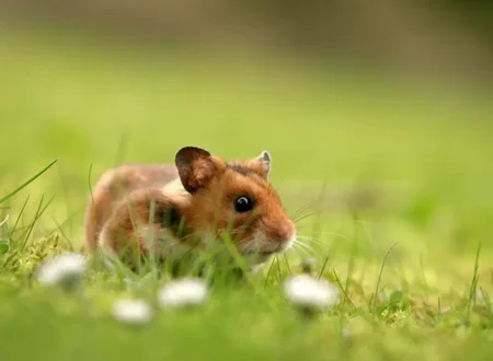 Hamster Names