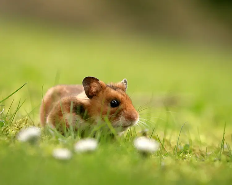 Hamster Names