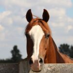 120+ Unique Male Horse Names for Geldings and Stallions