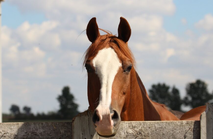 120+ Unique Male Horse Names for Geldings and…