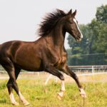 200+ Unique Indian Horse Names