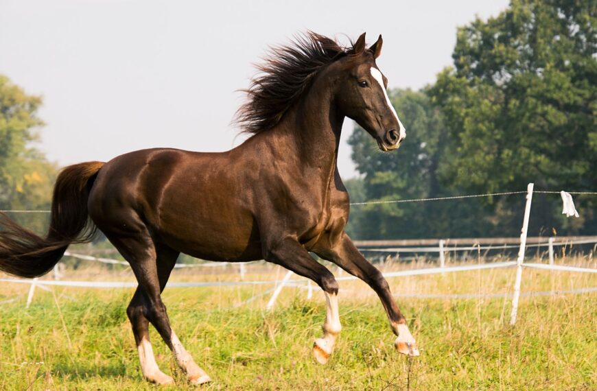 200+ Unique Indian Horse Names