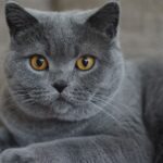 230+ Gray cat names your silver feline will love