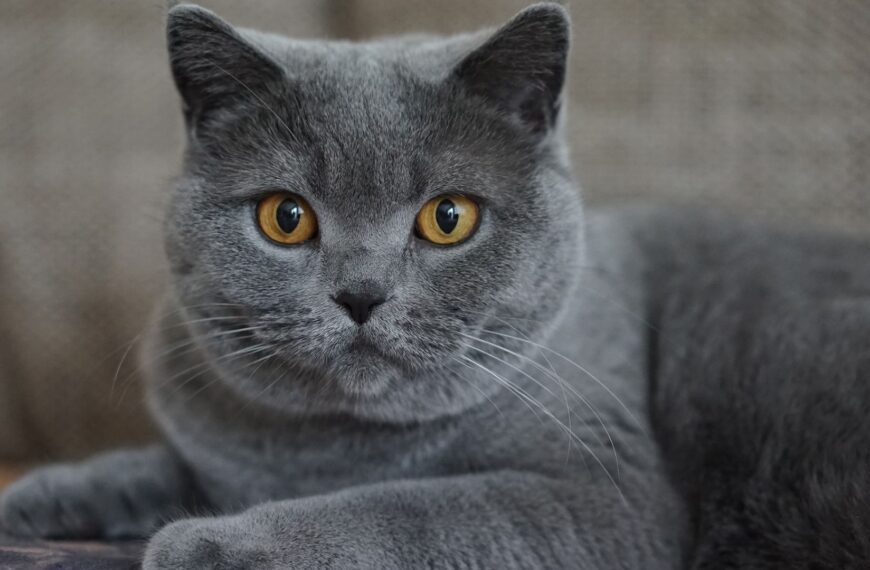 230+ Gray cat names your silver feline will…