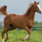 250+ American Indian Horse Names (With Meanings)