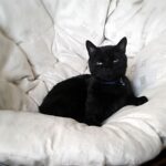 250+ Black Cat Names from Classic to Cool