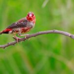 320+ Bird Names for Your Feathery Friend