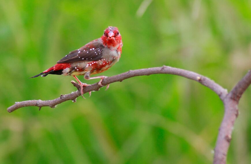 320+ Bird Names for Your Feathery Friend