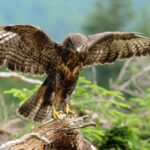 300+ Cool and Catchy Hawk Names With Meanings