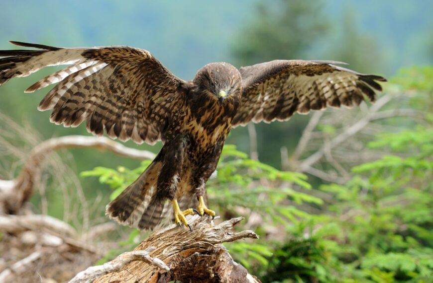 300+ Cool and Catchy Hawk Names With Meanings