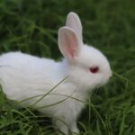 310+ Unique, Cute and Catchy Bunny Names