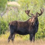 350+ Best Moose Names with Meaning